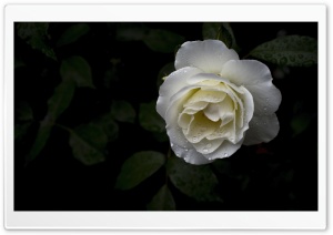 Schneewittchen Rose Bloom Covered in Rain Drops 4K UHD Wallpaper for Widescreen and UltraWide Desktop, UltraHD TV, Smartphone, Tablet