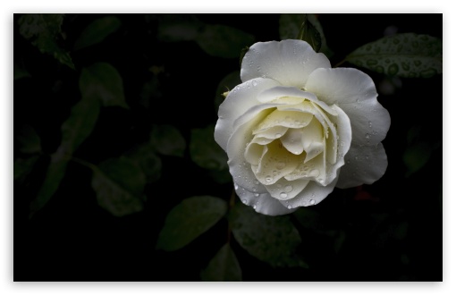 Schneewittchen Rose Bloom Covered in Rain Drops 4K UHD Wallpaper for Widescreen and UltraWide Desktop, UltraHD TV, Smartphone, Tablet Schneewittchen Rose Bloom Covered in Rain Drops UltraHD Wallpaper for UHD 16:9 ; HD 16:9 ; UltraWide 21:9 24:10 32:9 32:10 ; Widescreen 16:10 5:3 ; Fullscreen 4:3 5:4 3:2 ; Tablet 1:1 ; Mobile 9:16 9:19.5 9:20 9:21 9:22 10:16 2:3 3:5 3:4 ; Dual 16:10 5:3 16:9 4:3 5:4 3:2 ;