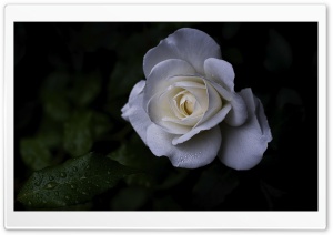 Schneewittchen Rose with Morning Dew Drops 4K UHD Wallpaper for Widescreen and UltraWide Desktop, UltraHD TV, Smartphone, Tablet