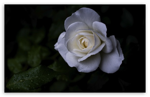 Schneewittchen Rose with Morning Dew Drops UltraHD Wallpaper for UHD 16:9 ; HD 16:9 ; UltraWide 21:9 24:10 32:9 32:10 ; Widescreen 16:10 5:3 ; Fullscreen 4:3 5:4 3:2 ; Tablet 1:1 ; Mobile 9:16 9:19.5 9:20 9:21 9:22 10:16 2:3 3:5 3:4 ; Dual 16:10 5:3 16:9 4:3 5:4 3:2 ;