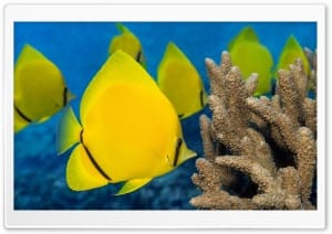 School of Butterfly Fish 4K UHD Wallpaper for Widescreen and UltraWide Desktop, UltraHD TV, Smartphone, Tablet
