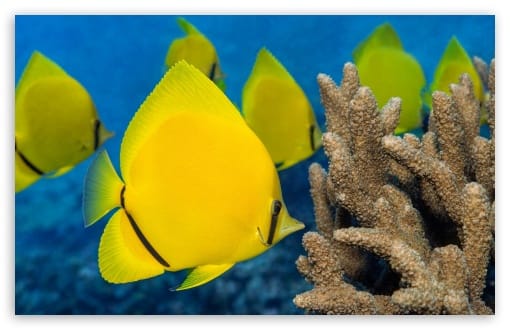 School of Butterfly Fish UltraHD Wallpaper for UHD 16:9 ; HD 16:9 ; UltraWide 21:9 24:10 ; Widescreen 16:10 ; Tablet 1:1 ;