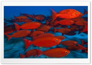 School Of Fish, Maldives Ultra HD Wallpaper for 4K UHD Widescreen desktop, tablet & smartphone