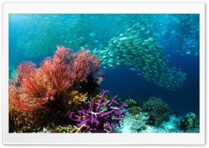School of Tropical Fish Ultra HD Wallpaper for 4K UHD Widescreen desktop, tablet & smartphone