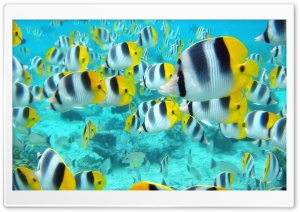 School Of Tropical Fish Tahiti Ultra HD Wallpaper for 4K UHD Widescreen desktop, tablet & smartphone