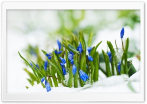 Scilla, Squill, Flowers, Snow, Macro Ultra HD Wallpaper for 4K UHD Widescreen desktop, tablet & smartphone
