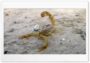 Scorpion Minab Iran Ultra HD Wallpaper for 4K UHD Widescreen Desktop, Lockscreen, Screensaver, TV, Tablet, Smartphone