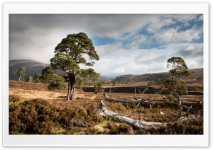 Scots Pine Ultra HD Wallpaper for 4K UHD Widescreen desktop, tablet & smartphone