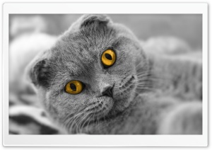 Scottish Fold Cute Cat Ultra HD Wallpaper for 4K UHD Widescreen desktop, tablet & smartphone