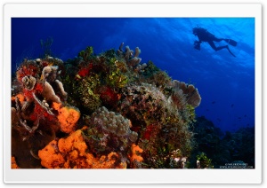 Scuba Diving Ultra HD Wallpaper for 4K UHD Widescreen desktop, tablet & smartphone