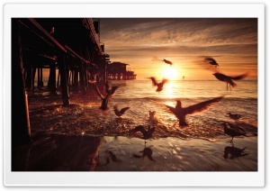 Sea and Fly Birds Ultra HD Wallpaper for 4K UHD Widescreen desktop, tablet & smartphone