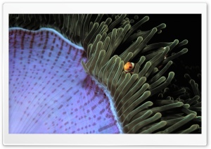 Sea Anemone Ultra HD Wallpaper for 4K UHD Widescreen desktop, tablet & smartphone