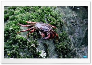 Sea Crab Ultra HD Wallpaper for 4K UHD Widescreen desktop, tablet & smartphone