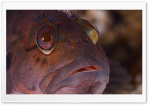 Sea Fish Close Up Ultra HD Wallpaper for 4K UHD Widescreen desktop, tablet & smartphone