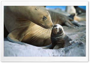 Sea Lion, Cub. Ultra HD Wallpaper for 4K UHD Widescreen desktop, tablet & smartphone