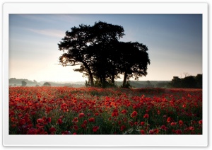 Sea Of Poppies Ultra HD Wallpaper for 4K UHD Widescreen desktop, tablet & smartphone