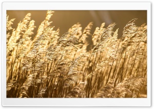 Sea Of Reeds Ultra HD Wallpaper for 4K UHD Widescreen desktop, tablet & smartphone