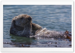 Sea Otter Eating Ultra HD Wallpaper for 4K UHD Widescreen desktop, tablet & smartphone