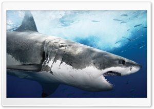 Sea Predator Shark Ultra HD Wallpaper for 4K UHD Widescreen desktop, tablet & smartphone