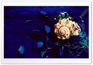 Sea Shell II Ultra HD Wallpaper for 4K UHD Widescreen desktop, tablet & smartphone