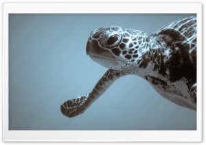 Sea Turtle Ultra HD Wallpaper for 4K UHD Widescreen desktop, tablet & smartphone