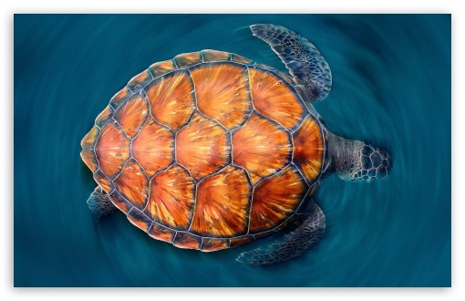 100+ Sea Turtle Pictures | Download Free Images on Unsplash