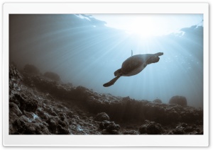 Sea Turtle Swimming Ultra HD Wallpaper for 4K UHD Widescreen desktop, tablet & smartphone