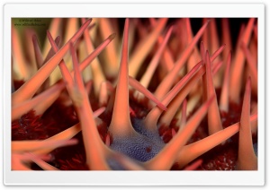 Sea Urchin Ultra HD Wallpaper for 4K UHD Widescreen desktop, tablet & smartphone