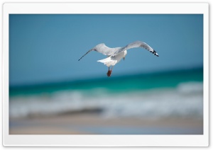 Seagull Ultra HD Wallpaper for 4K UHD Widescreen desktop, tablet & smartphone