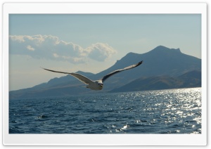 Seagull Above Lake Ultra HD Wallpaper for 4K UHD Widescreen desktop, tablet & smartphone