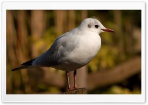 Seagull Bird Ultra HD Wallpaper for 4K UHD Widescreen desktop, tablet & smartphone