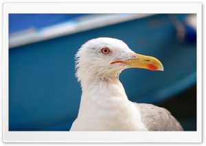 Seagull Face Ultra HD Wallpaper for 4K UHD Widescreen desktop, tablet & smartphone