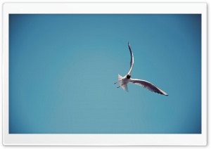 Seagull Flight Ultra HD Wallpaper for 4K UHD Widescreen desktop, tablet & smartphone