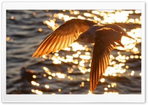 Seagull Flying Ultra HD Wallpaper for 4K UHD Widescreen desktop, tablet & smartphone