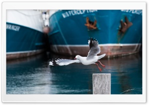Seagull, Fremantle Ultra HD Wallpaper for 4K UHD Widescreen desktop, tablet & smartphone
