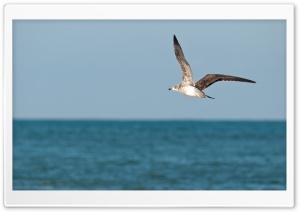 Seagull In Morocco Ultra HD Wallpaper for 4K UHD Widescreen desktop, tablet & smartphone