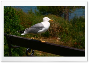 Seagull On A Bench Ultra HD Wallpaper for 4K UHD Widescreen Desktop, Lockscreen, Screensaver, TV, Tablet, Smartphone