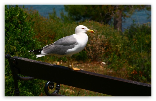 Seagull On A Bench UltraHD Wallpaper for UHD 16:9 ; HD 16:9 ; Widescreen 16:10 5:3 ; Fullscreen 4:3 5:4 3:2 ; Tablet 1:1 ; Mobile 3:4 ; Dual 4:3 5:4 ;