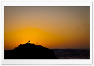 Seagull On A Rock Ultra HD Wallpaper for 4K UHD Widescreen desktop, tablet & smartphone