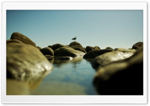 Seagull On The Rocks Ultra HD Wallpaper for 4K UHD Widescreen desktop, tablet & smartphone