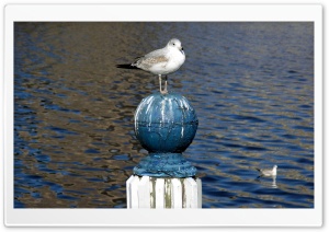 Seagull Standing On A Pole Ultra HD Wallpaper for 4K UHD Widescreen Desktop, Lockscreen, Screensaver, TV, Tablet, Smartphone