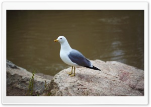Seagull Standing on Rock Ultra HD Wallpaper for 4K UHD Widescreen desktop, tablet & smartphone