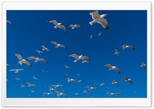 Seagulls Ultra HD Wallpaper for 4K UHD Widescreen desktop, tablet & smartphone