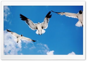 Seagulls Attack Ultra HD Wallpaper for 4K UHD Widescreen desktop, tablet & smartphone