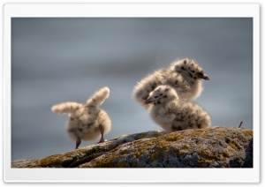 Seagulls Chicks Ultra HD Wallpaper for 4K UHD Widescreen desktop, tablet & smartphone