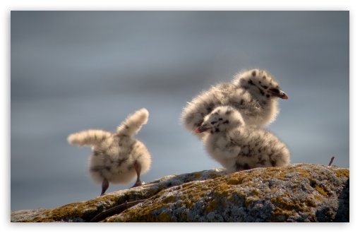 Seagulls Chicks UltraHD Wallpaper for HD 16:9 ; Widescreen 16:10 5:3 ; Fullscreen 4:3 5:4 3:2 ; Tablet 1:1 ; Mobile 3:5 3:4 ;