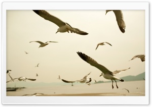 Seagulls Flying On The Beach Ultra HD Wallpaper for 4K UHD Widescreen desktop, tablet & smartphone