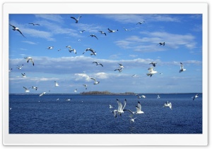Seagulls In Flight Ultra HD Wallpaper for 4K UHD Widescreen desktop, tablet & smartphone