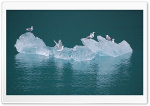 Seagulls on an Iceberg Ultra HD Wallpaper for 4K UHD Widescreen desktop, tablet & smartphone