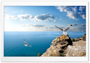 Seagulls On Rock Ultra HD Wallpaper for 4K UHD Widescreen desktop, tablet & smartphone